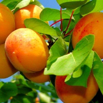 Отзывы о абрикосе Санни